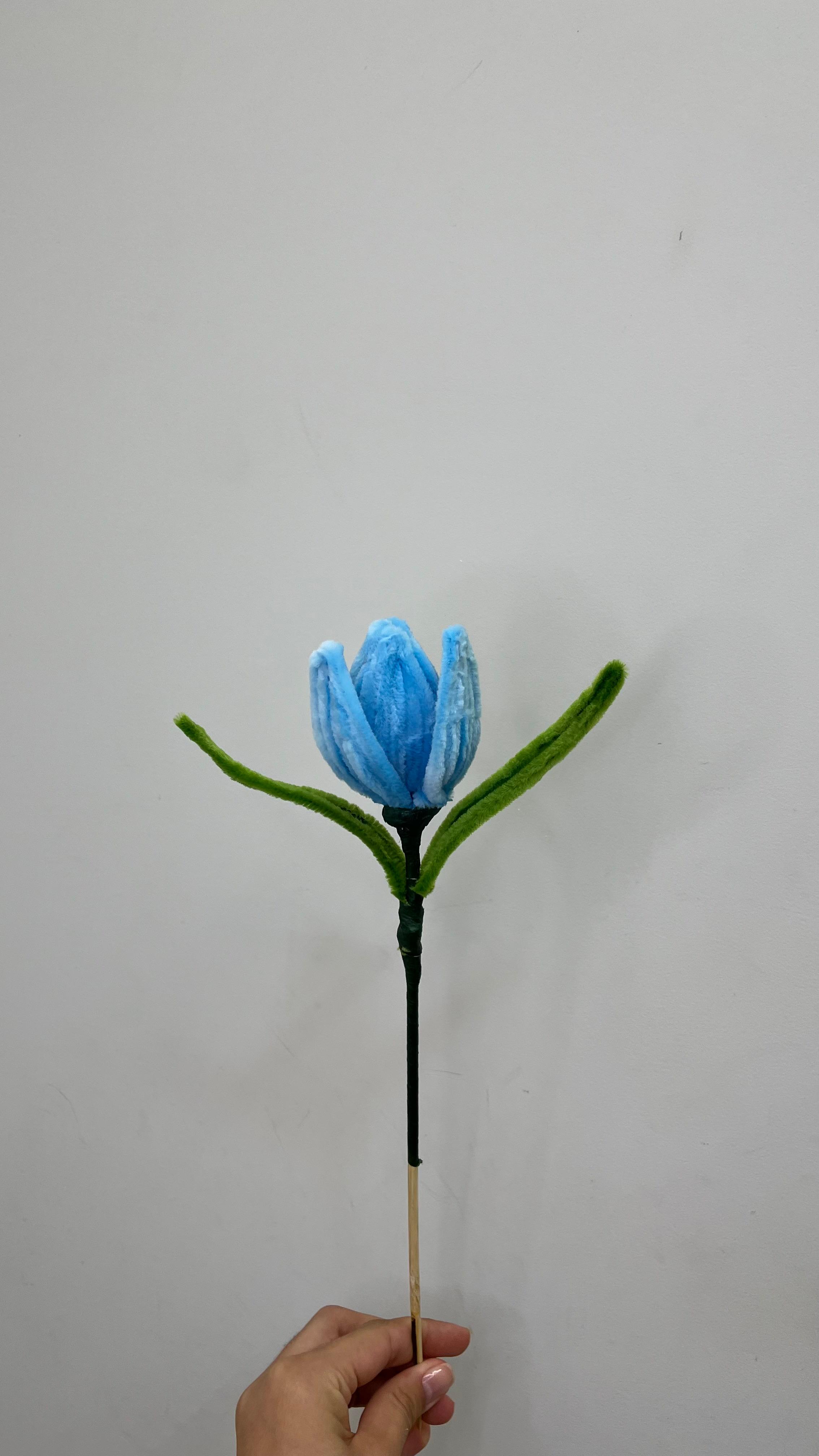Tulipa PipeFlorYou